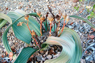 welwitschia-mirabilis, вельвичия