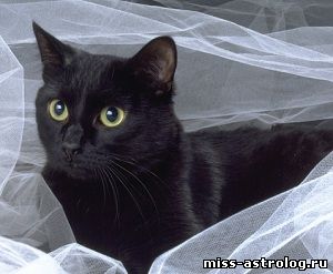 приметы черная кошка